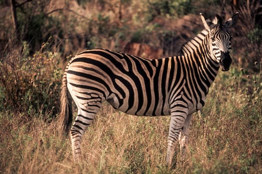 Plains Zebra (Equus burchellii), Kruger National Park, Mpumalanga, South Africa.