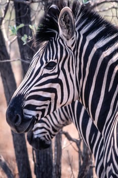 Plains Zebra (Equus burchellii), Kruger National Park, Mpumalanga, South Africa