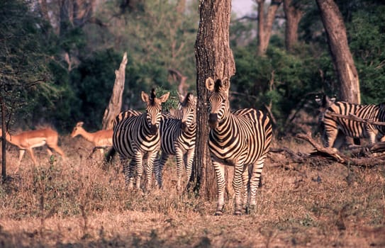 Plains Zebra (Equus burchellii), Kruger National Park, Mpumalanga, South Africa