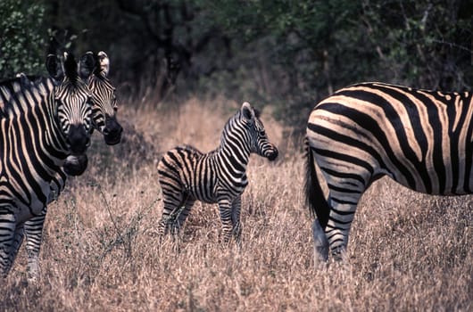 Plains Zebra (Equus burchellii), Kruger National Park, Mpumalanga, South Africa