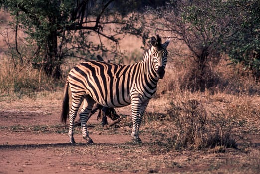 Plains Zebra (Equus burchellii), Kruger National Park, Mpumalanga, South Africa