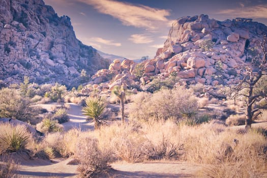 Moody golden hour at Joshua Tree national park in California. Travel and tourism in the United States.
