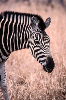 Plains Zebra (Equus burchellii), Kruger National Park, Mpumalanga, South Africa