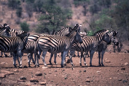 Plains Zebra (Equus burchellii), Kruger National Park, Mpumalanga, South Africa