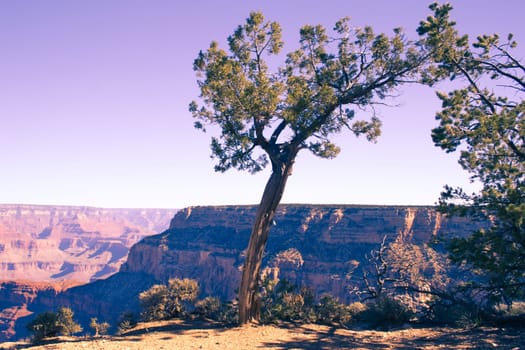 Moody atmosphere at Grand Canyon National Park. Tree in foreground.