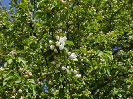 Apple tree blossoms, exuberant spring bloom, spring background