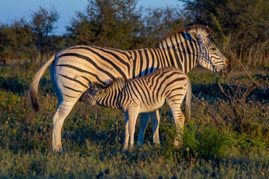 Mother Zebra with calf in the African Savannah. Beauty in nature.