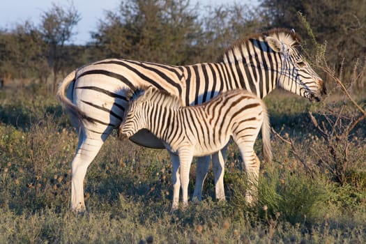 Mother Zebra with calf in the African Savannah. Beauty in nature.