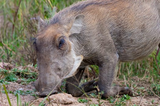 Kneeling and grazing warthog Phacochoerus. Animal wildlife
