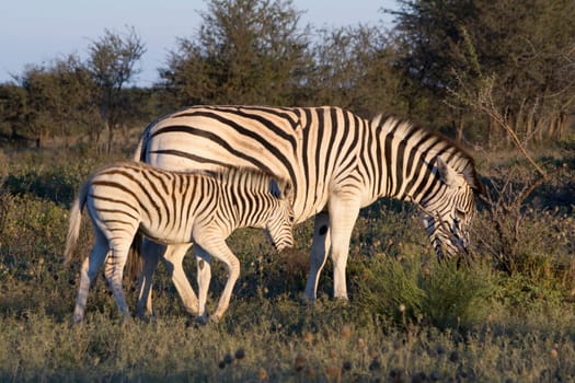 Mother Zebra with calf in the African Savannah. Beauty in nature.