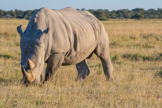 White Rhino (rhinoceros) standing and grazing at Khama Rhino Sanctuary, Botswana, full length and side view. Animal wildlife.