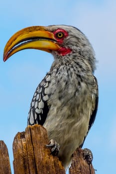 Southern yellow-billed hornbill, close-up with head and beak, sitting on wooden pole. Animal wildlife