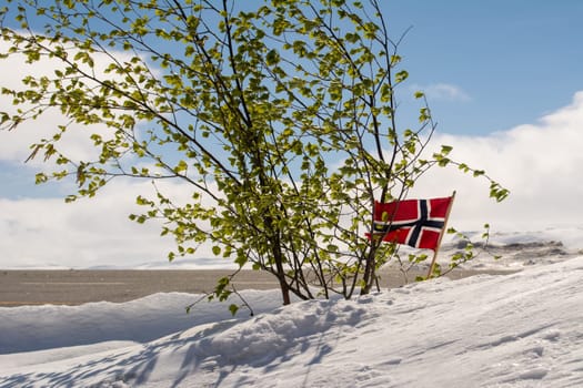 Winter scene with snow, small tree with leafs and norwegian flag. Landscape and seasonal
