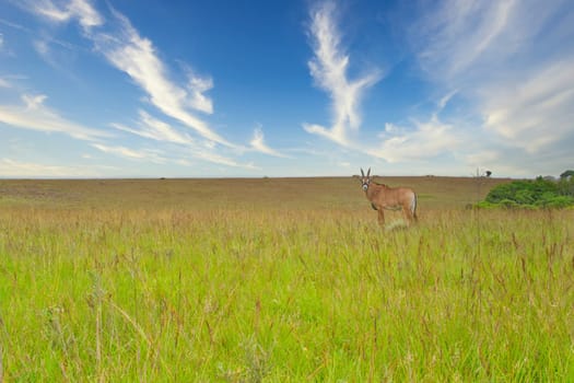Lonely Roan Antelope standing in the Nyika plateau national park in Malawi. Beauty in nature and animal wildlife