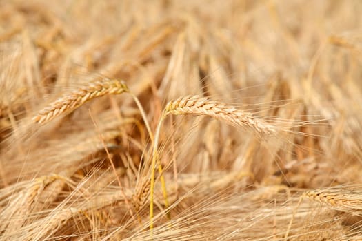 golden ears of corn in a wheat field