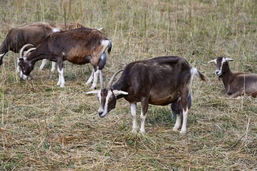 goats in a meadow in high summer temperatures