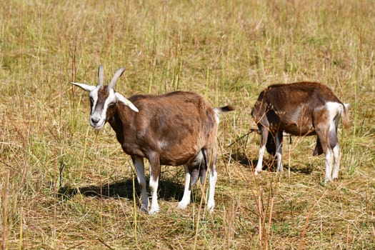 goats in a meadow in high summer temperatures