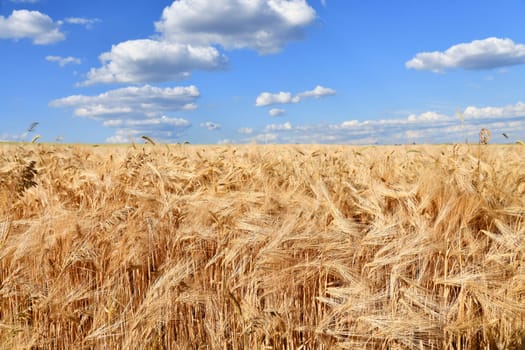 golden ears of corn in a wheat field