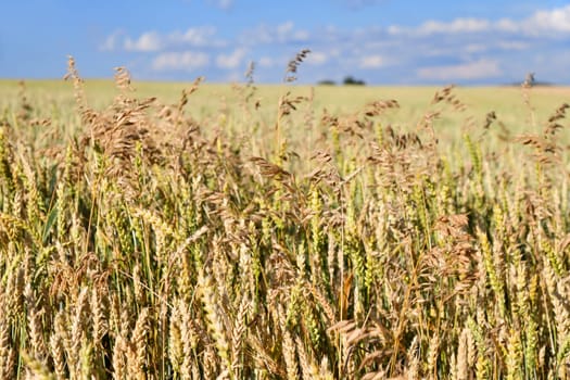 Wheat field with fine grasses