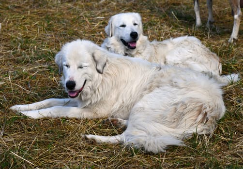 white livestock guard dogs guard a herd of goats