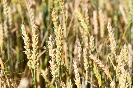 Wheat field with fine grasses