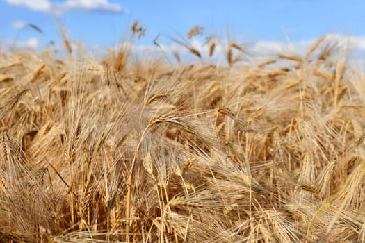 golden ears of corn in a wheat field
