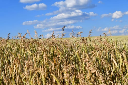 Wheat field with fine grasses