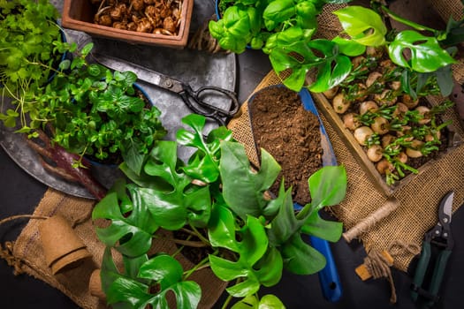 Natural plants and herbs in pots, green garden on a balcony. Urban gardening and home planting.