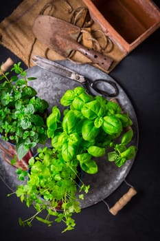 Natural plants and herbs in pots, green garden on a balcony. Urban gardening and home planting.