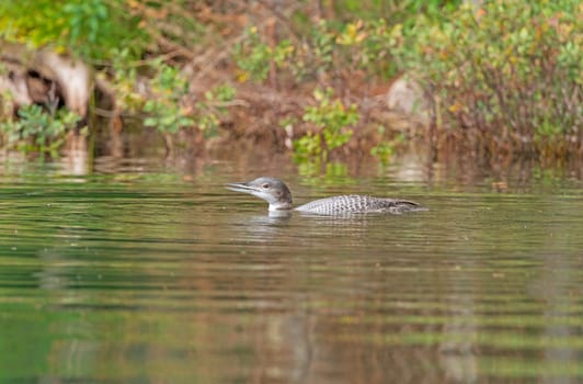 Young Loon on a Quiet Lakeshore in the Sylvania Wilderness in Michigan