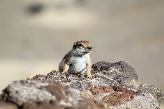 Close-up of an Atlas squirrel on Fuerteventura. An introduced species.