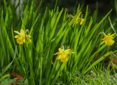 Lots of daffodils, daffodils on a flower area.