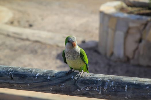 Portrait, close up of monk parakeet on Fuerteventura.