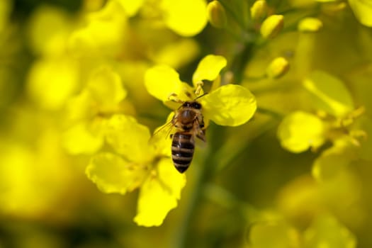 A bee collects pollen on canola plants as food for the colony.