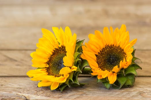 sunflowers on wooden background (Helianthus) - wooden background