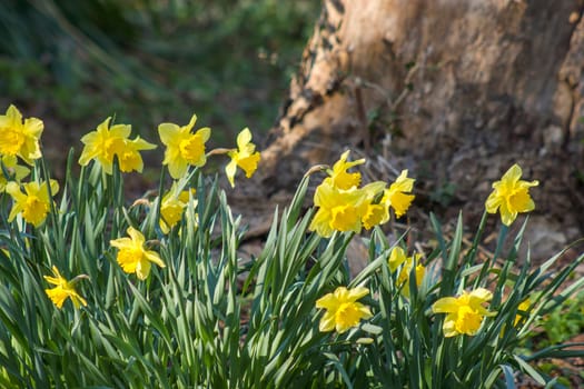 the daffodil, Narcissus pseudonarcissus, yellow narcissus flowers in a park, springtime