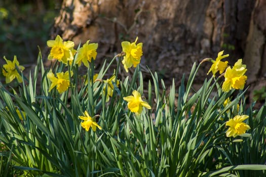 the daffodil, Narcissus pseudonarcissus, yellow narcissus flowers in a park, springtime