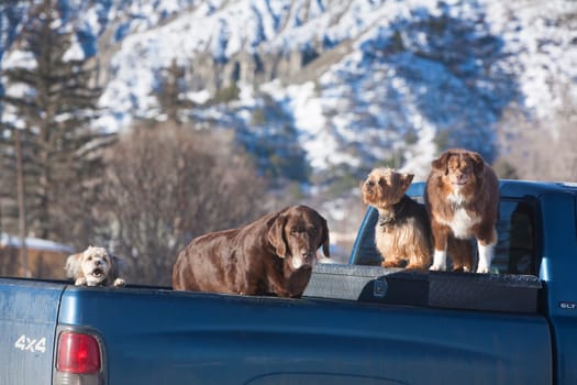 Dogs waiting for their owners in Ridgeway, Colorado.