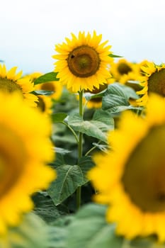 Standing out from the crowd concept. Wonderful panoramic view of field of sunflowers by summertime. One flower growing taller than the others
