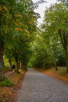 Paved road between green trees