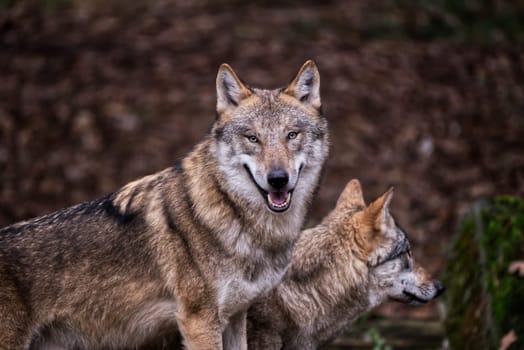 Pportrait of a smiling wolve and its compagnion