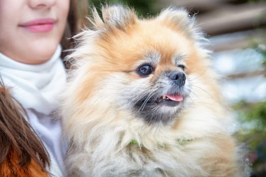 A beautiful Pomeranian dog is being lovingly held by a girl in winter as they enjoy a snowy day outdoors.