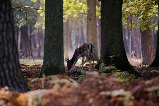 European fallow deer (dama dama) browsing in a dreamy winter morning forest