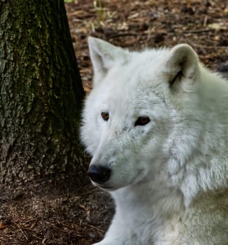 Tundra Wolf Portrait