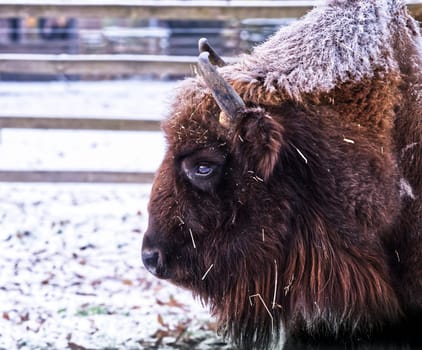 a bison from aside, close up in winter time