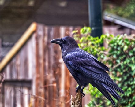 A crow sitting on wood