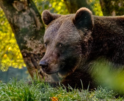 brown bear looks directly in the camera, holding eye contact