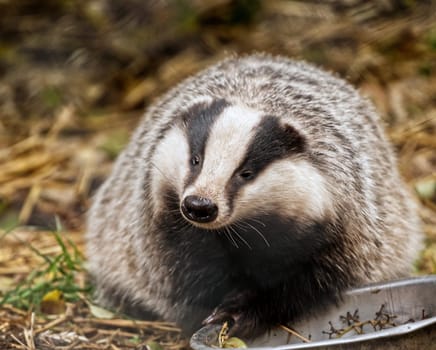 a europaeng badger eating during winter time