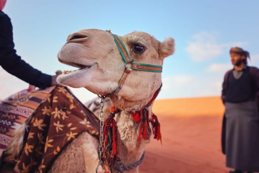 Camel resting on red sand Wadi Rum desert closeup detail to head, blurred local Bedouin man in background.
