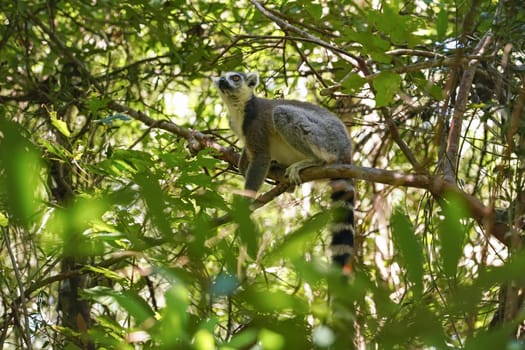 Ring-tailed lemurs Lemur catta sitting on tree in their natural habitat Madagascar forest.